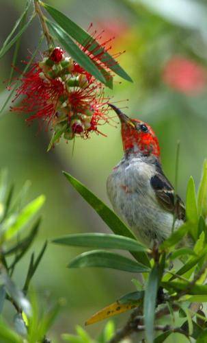 Scarlet Honeyeater