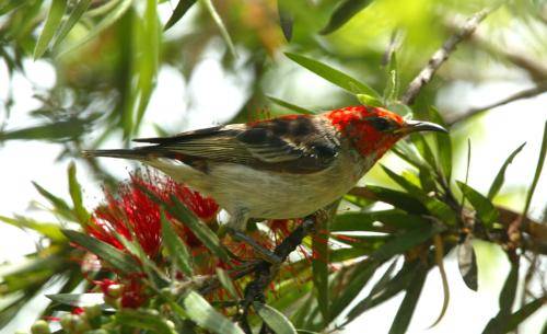 Scarlet Honeyeater