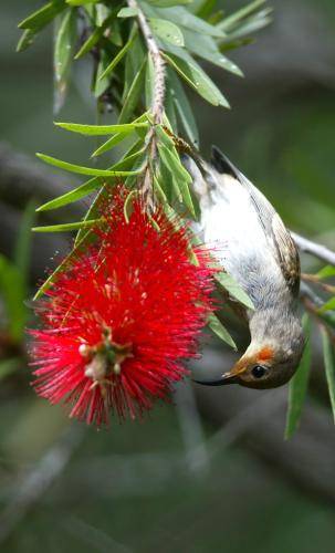 Scarlet Honeyeater