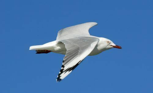 Silver Gull