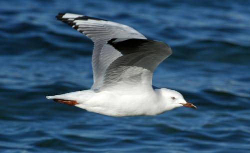 Silver Gull