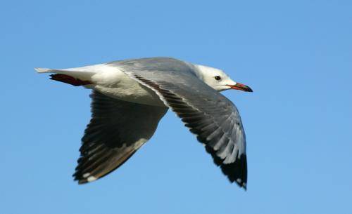 Silver Gull