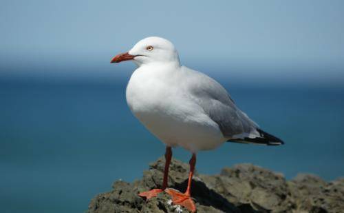 Silver Gull