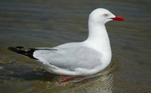 Silver Gull