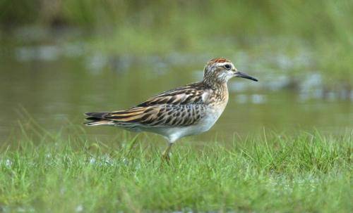 Sharp tailed Sandpiper