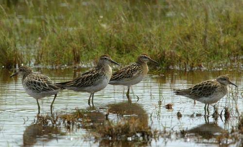 Sharp tailed Sandpiper