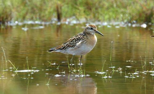 Sharp tailed Sandpiper
