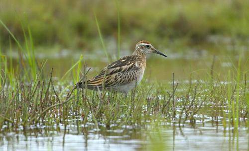 Sharp tailed Sandpiper