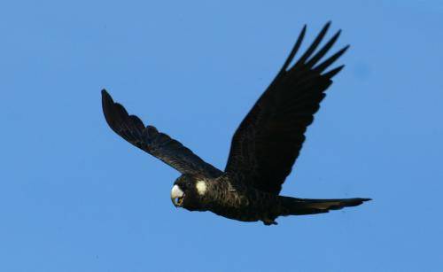 Long-billed Black Cockatoo