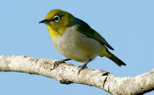 Silvereye