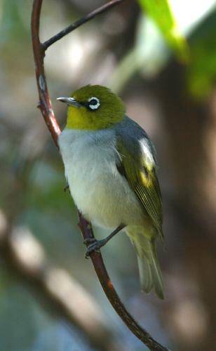 Silvereye