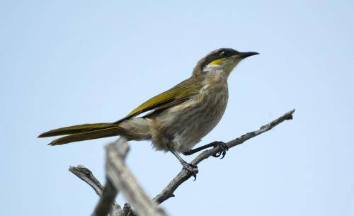Singing Honeyeater