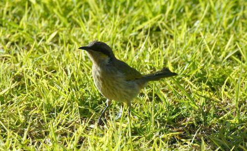 Singing Honeyeater