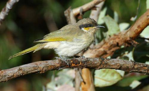 Singing Honeyeater