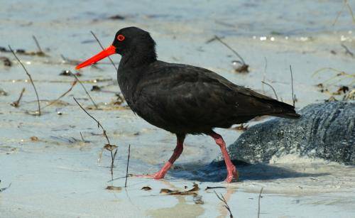 Sooty Oystercatcher