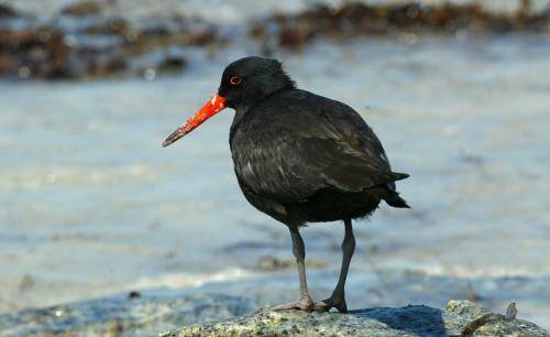 Sooty Oystercatcher