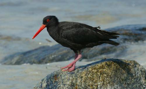Sooty Oystercatcher