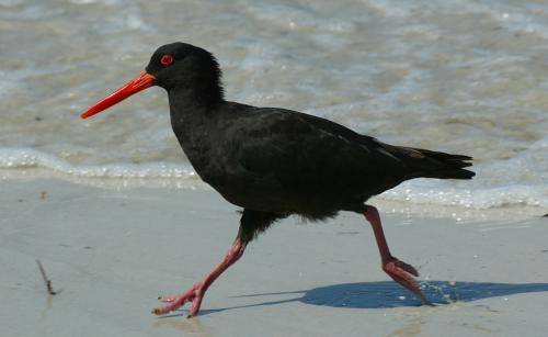 Sooty Oystercatcher