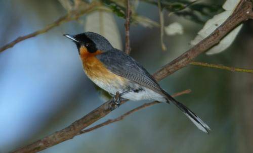 Spectacled Monarch