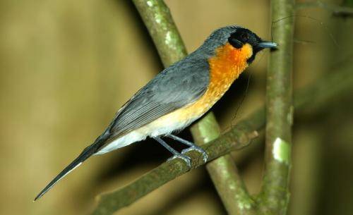 Spectacled Monarch