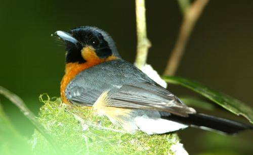 Spectacled Monarch