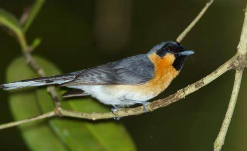 Spectacled Monarch
