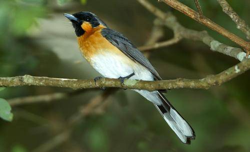 Spectacled Monarch