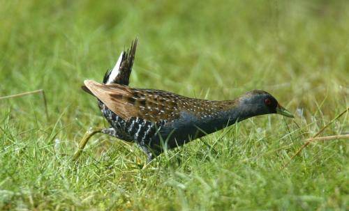 Spotted Crake