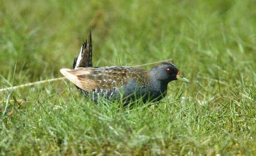Spotted Crake