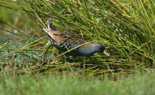 Spotted Crake