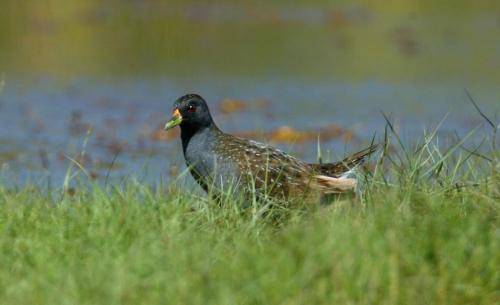 Spotted Crake