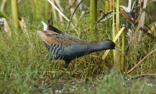 Spotted Crake