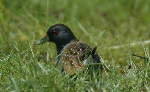 Spotted Crake