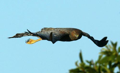Spotted Harrier