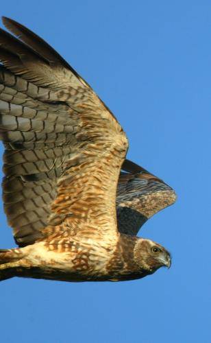 Spotted Harrier
