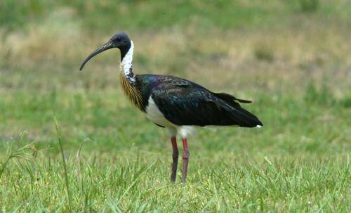 Straw necked Ibis