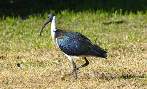 Straw necked Ibis