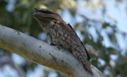 Tawny Frogmouth