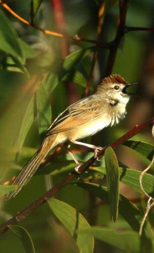 Tawny Grassbird