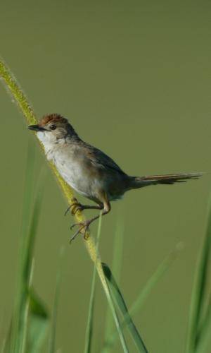 Tawny Grassbird