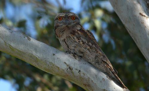 Tawny Frogmouth