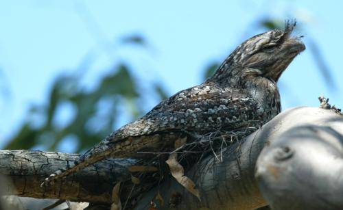 Tawny Frogmouth