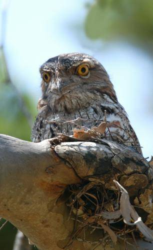 Tawny Frogmouth