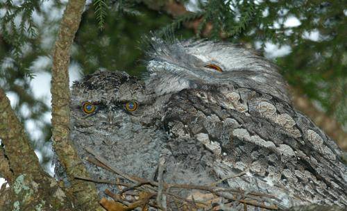 Tawny Frogmouth