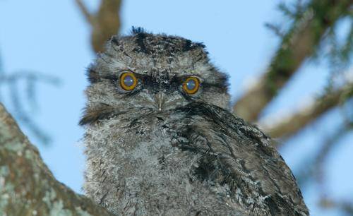 Tawny Frogmouth