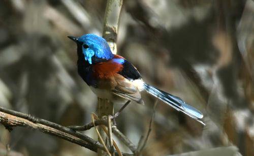 Variegated Fairy-Wren