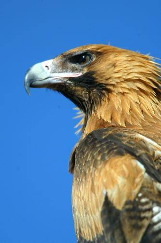 Wedge tailed Eagle