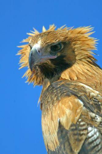 Wedge tailed Eagle