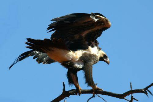 Wedge tailed Eagle