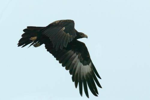 Wedge tailed Eagle